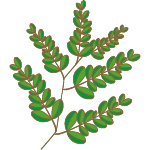 Moringa