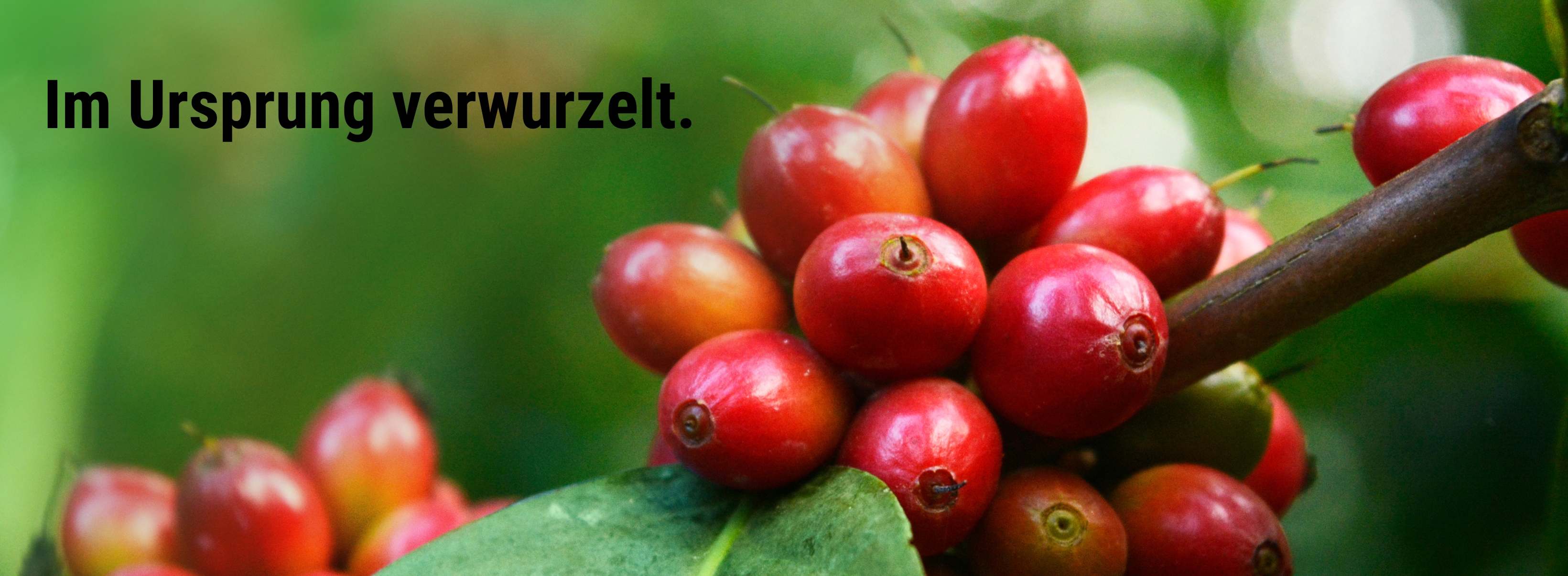 Kaffeekirschen am Baum