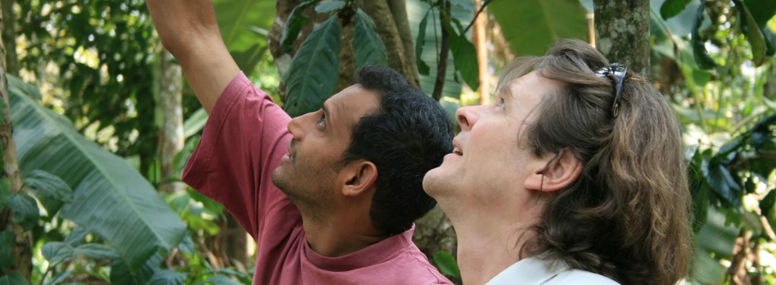 Peter-Kaffeepflanze-Indien